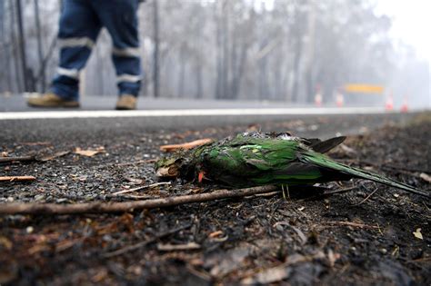 Australia wildfires: Animals in peril across the country - CBS News