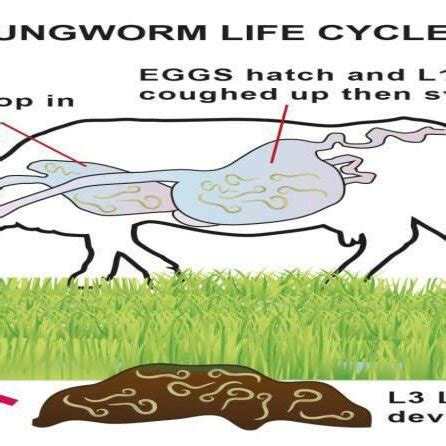 Lungworm life cycle. | Download Scientific Diagram