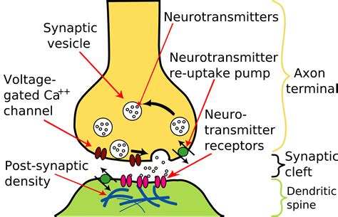 Difference Between Hormones and Neurotransmitters | Difference Between