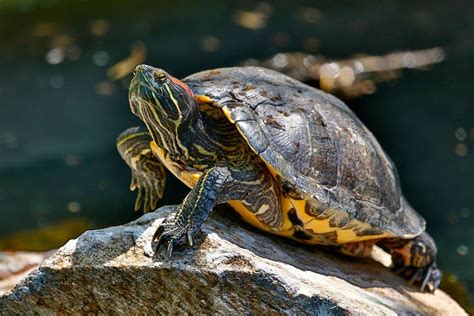 Red Eared Slider Turtle for sale online | baby red ear slider turtles