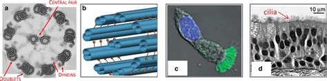 Overview of the multi-scale structures at play in motile cilia. The ...