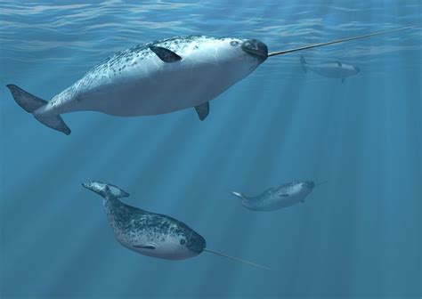 Narwhals Use Tusks to Stun Prey, Drone Footage Reveals | Live Science