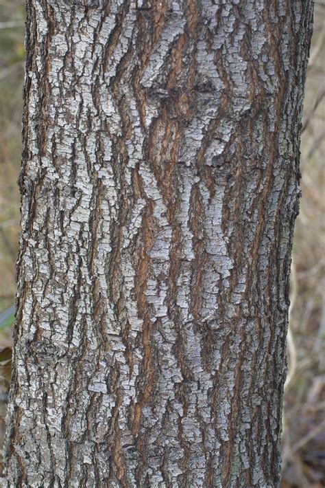 Pyrus calleryana (Bradford pear): Go Botany