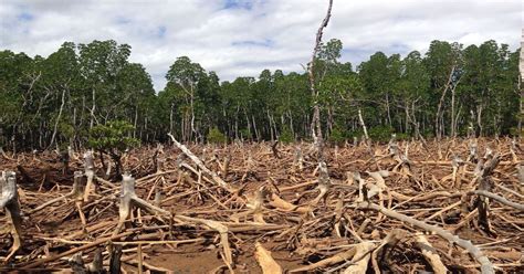 What are the causes of deforestation. What are the main causes of ...