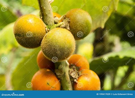 Solanum Quitoense Fruit on the Tree - Lulo Organic Fruit Stock Image - Image of tropical ...