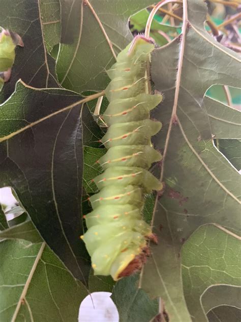 No ID needed. Beautiful Silk Moth Caterpillar. Western Kansas : r ...