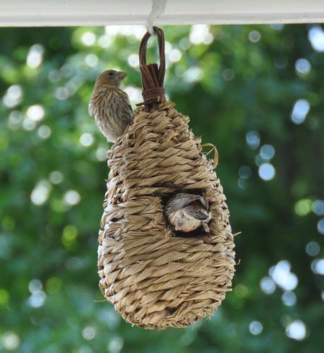 House Finch Nest | The male House Finch is feedding his fema… | Flickr