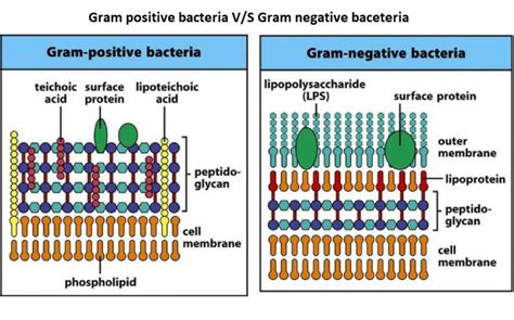 20 Key Difference between Gram-Positive and Gram-Negative Bacteria Cell Walls - Core Differences