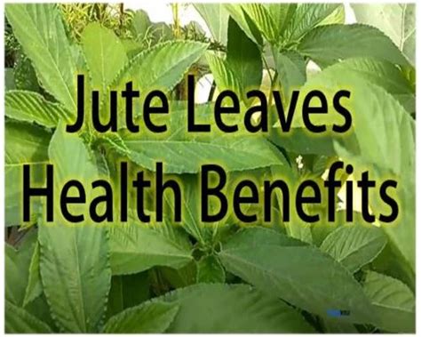 Advantages and Disadvantages of Jute Leaves, Benefits of Jute Leaves ...