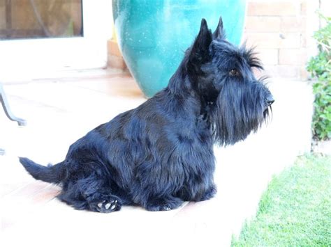 Adorable Scottish Terrier Sitting on Patio