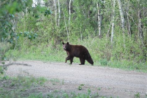 Black Bear In The Woods Free Stock Photo - Public Domain Pictures