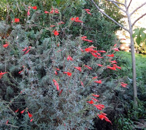 DryStoneGarden » Blog Archive » Bloom Day — November Reds