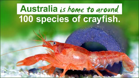 Information About Crayfish Habitat, Along With Some Fun Facts - Animal Sake