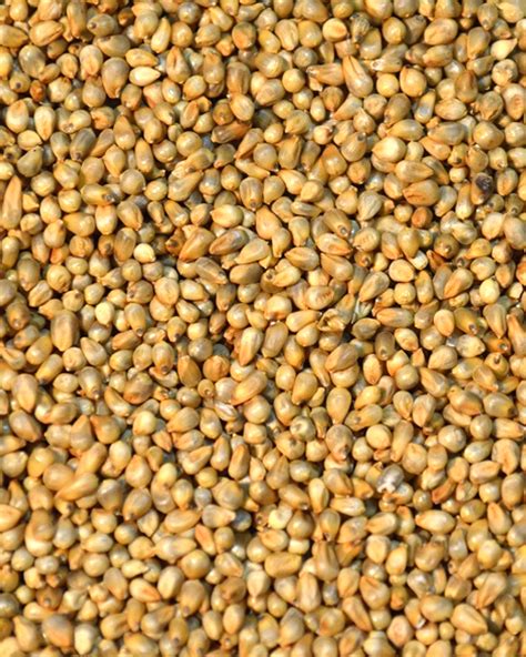 Millet Seeds India, Millet Seeds Manufacturers, Millet Seeds Suppliers | Agro Seeds ...