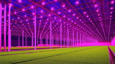 LED Grow Lights for Microgreens | Oreon