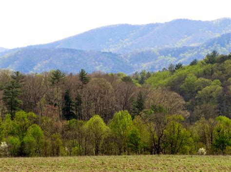 Smoky Mountain Wildflowers