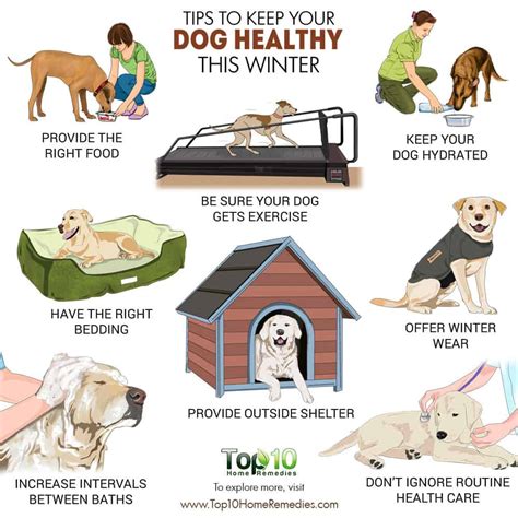 10 Things You Can Do to Protect Your Dog in the Winter | Top 10 Home ...