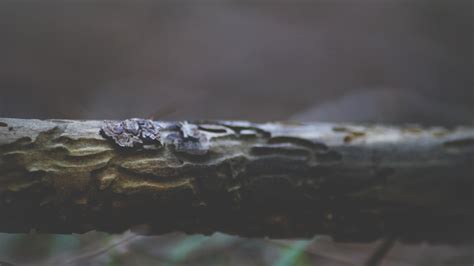 Free Images : water, nature, reflection, reptile, close up, macro photography 3771x2119 ...