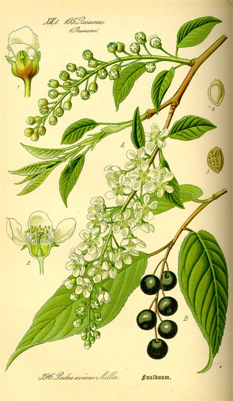 File:Illustration Prunus avium0.jpg - Wikimedia Commons