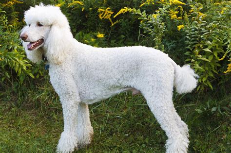 Meet the Poodle (Standard)!