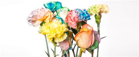 Color Changing Carnation Flowers - Steve Spangler