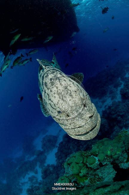 Giant Grouper, Great Barrier Reef, Queensland, Australia. | Stocktrek Images