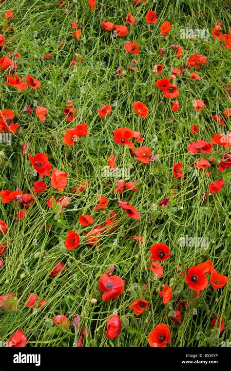 Field of poppies Stock Photo - Alamy