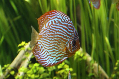 discus, Tropical, Fish Wallpapers HD / Desktop and Mobile Backgrounds