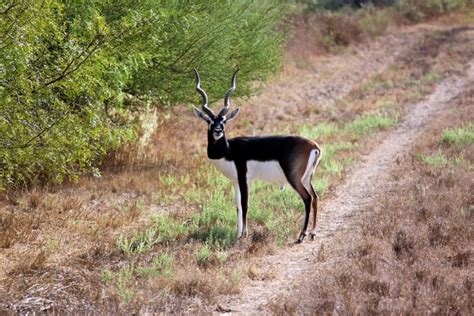 Pictures of Ranch Animals and Wildlife