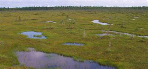 What is the Difference Between A Marsh, Swamp, Bog and Fen? - Ponder Weasel