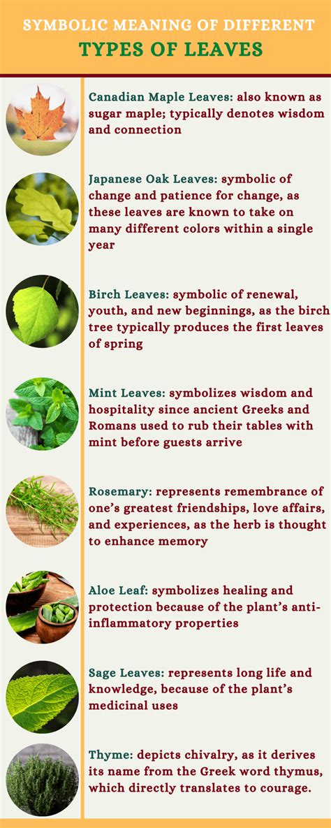 Symbolism of Leaves – And What They Mean - Symbol Sage