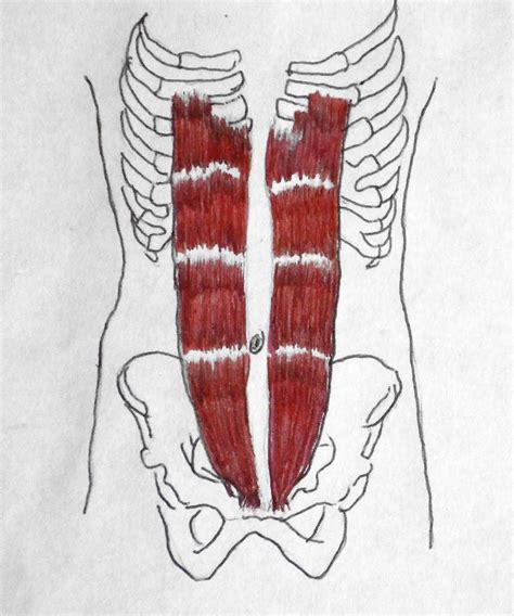 Healing Hands Bodywork: MAJOR MUSCLES CHART