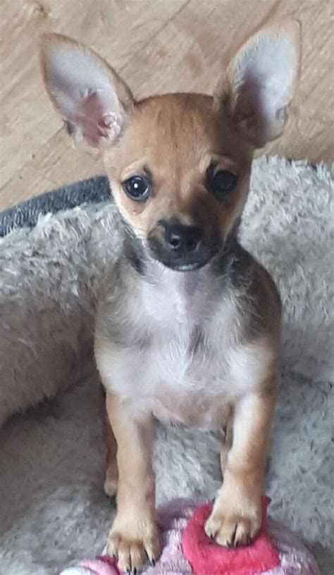 14 week old male deer head chihuahua puppies for sale £450 each ovno ...