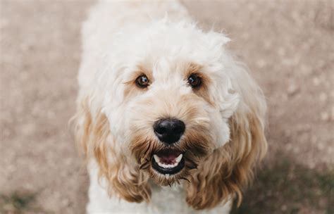 Are Cockapoos Hypoallergenic Puppies? | Pride & Prejudoodles