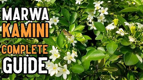 Orange Jasmine (Murraya paniculata) Plant Care, Growing Tips & Complete ...