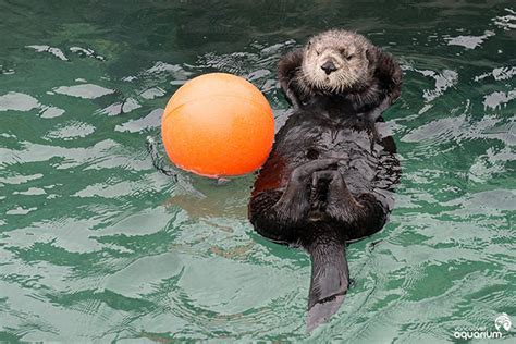 Sea Otter Katmai Leisurely Floats in the Pool — The Daily Otter