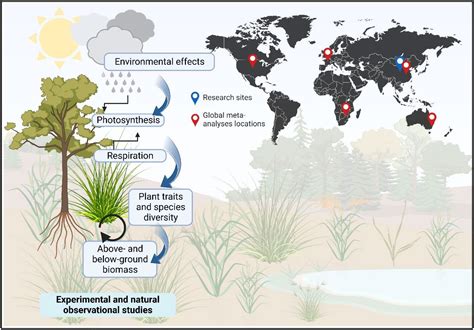 Frontiers | Editorial: Plant diversity and biomass dynamics under environmental variation