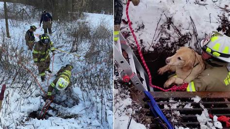 New Jersey firefighters rescue Golden Retriever from storm drain - ABC7 ...