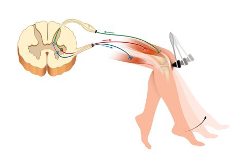 The Myotatic Reflex - Afferentology