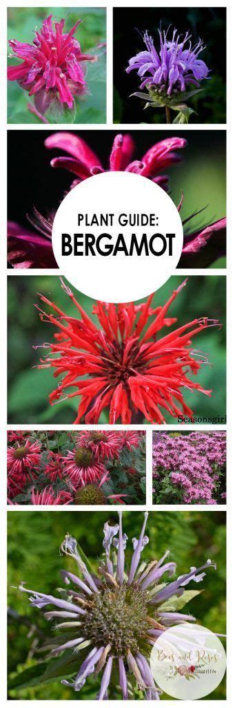 Plant Guide: Bergamot| Growing Bergamot, How to Grow Bergamot, Plant Care Tips and Tricks ...