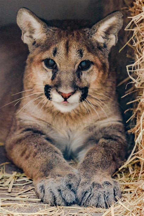 Orphaned Mountain Lion Cubs Taken in by Oakland Zoo | Oakland Zoo