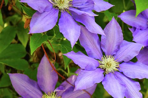 Purple Clematis Photograph by Scott Burd - Fine Art America