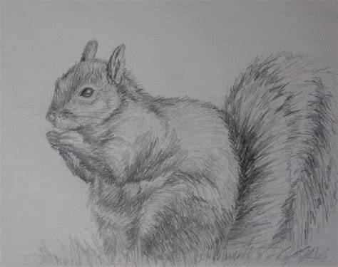 Fat Squirrel Sketch by trapdoorlover5 on DeviantArt