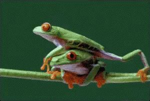 Frog Balance GIF - Frog Hug Love - Discover & Share GIFs