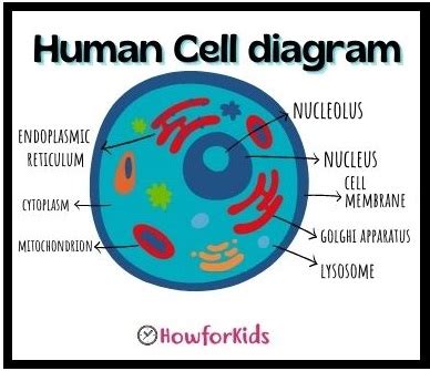 Human Skin Cell Diagram