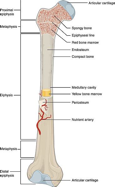 What is the Difference Between Epiphysis and Diaphysis - Pediaa.Com