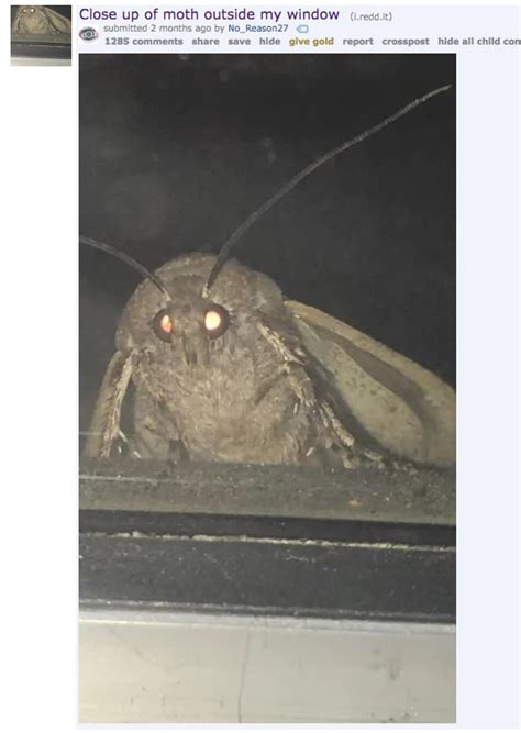 Moth Memes 2023