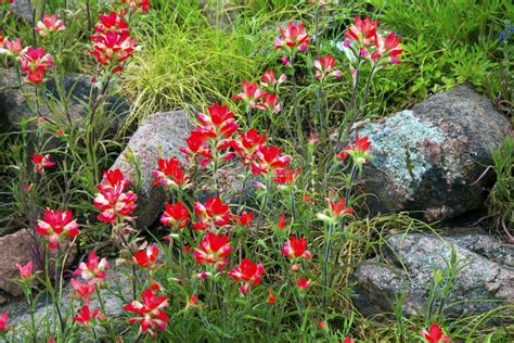 Spring Wildflowers in Texas Hill Country Stock Photo - Image of leaf, field: 144814574