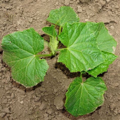 Tips for Improving the Growth of Struggling Cucumber Plants – Surveillance Ghana