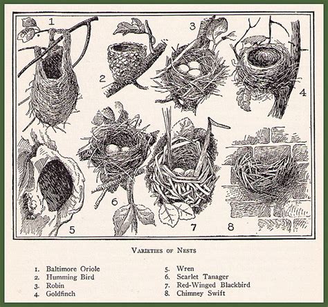 Bird Nest Illustration from The Home Educator | Nest art, Bird nests art, Bird art